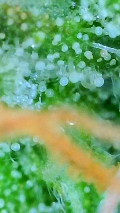 Sunset Sherbet auto. Week 11