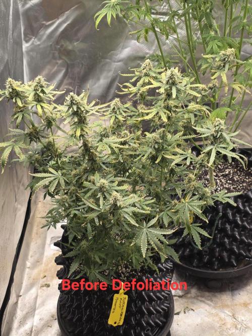 Tutankhamon Fast-Nokotech Simplex. Week 8