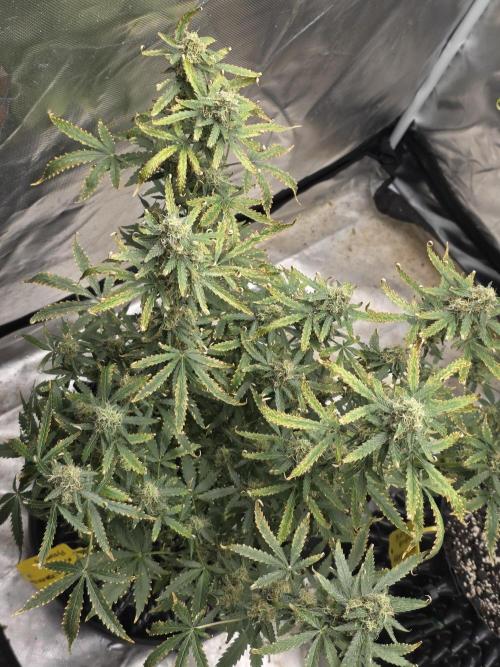 Tutankhamon Fast-Nokotech Simplex. Week 8