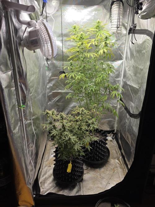 Tutankhamon Fast-Nokotech Simplex. Week 8