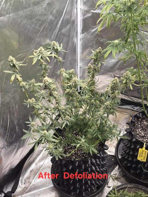 Tutankhamon Fast-Nokotech Simplex. Week 8