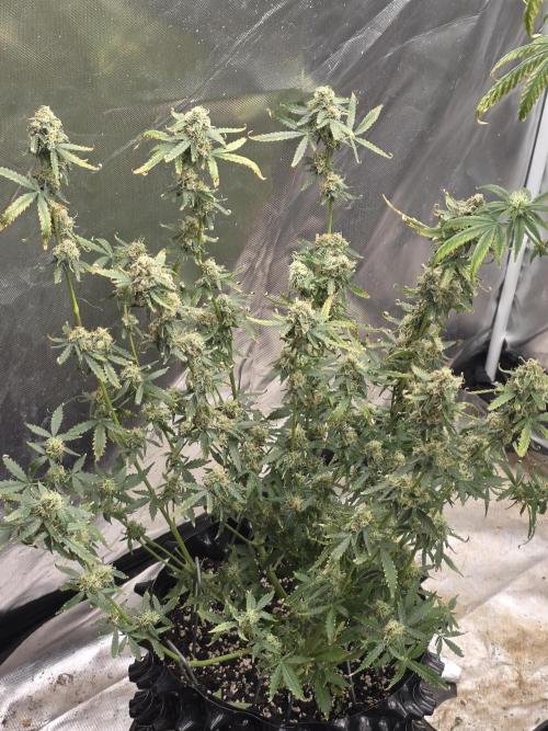 Tutankhamon Fast-Nokotech Simplex. Week 8