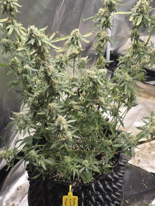 Tutankhamon Fast-Nokotech Simplex. Week 8