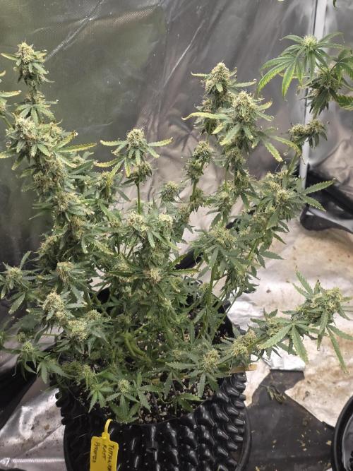 Tutankhamon Fast-Nokotech Simplex. Week 8