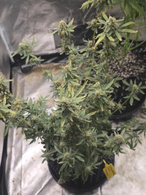 Tutankhamon Fast-Nokotech Simplex. Week 8