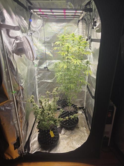 Tutankhamon Fast-Nokotech Simplex. Week 8