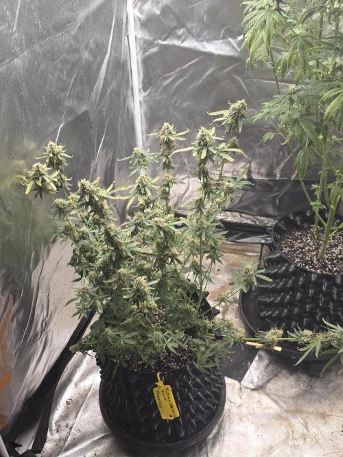 Tutankhamon Fast-Nokotech Simplex. Week 8