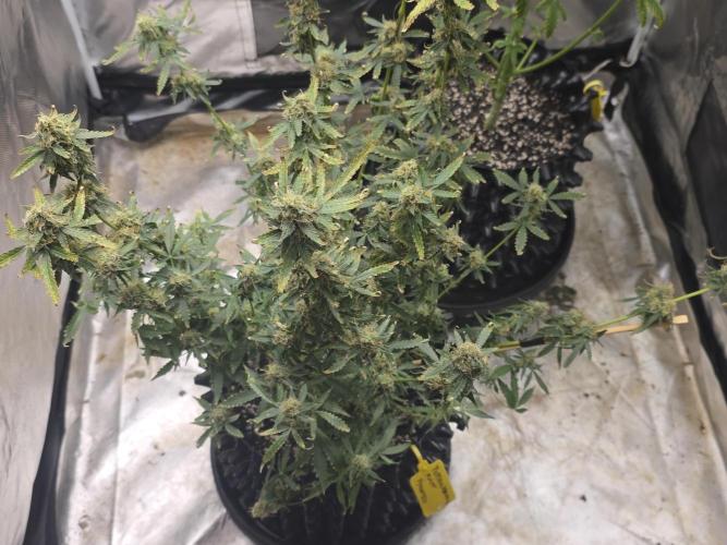 Tutankhamon Fast-Nokotech Simplex. Week 8