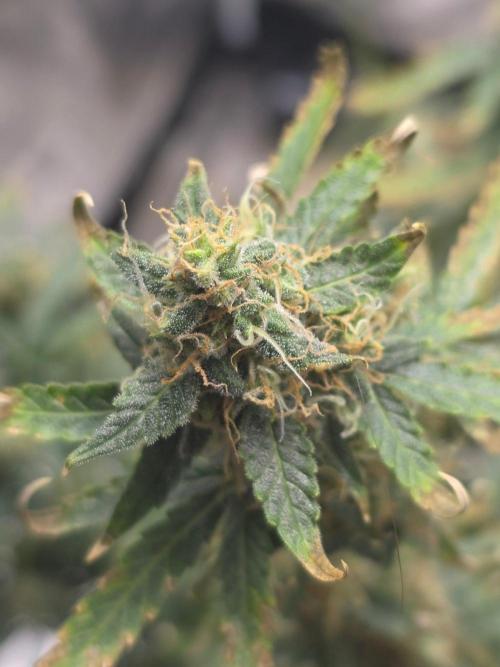 Tutankhamon Fast-Nokotech Simplex. Week 8