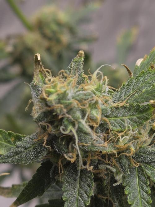 Tutankhamon Fast-Nokotech Simplex. Week 8