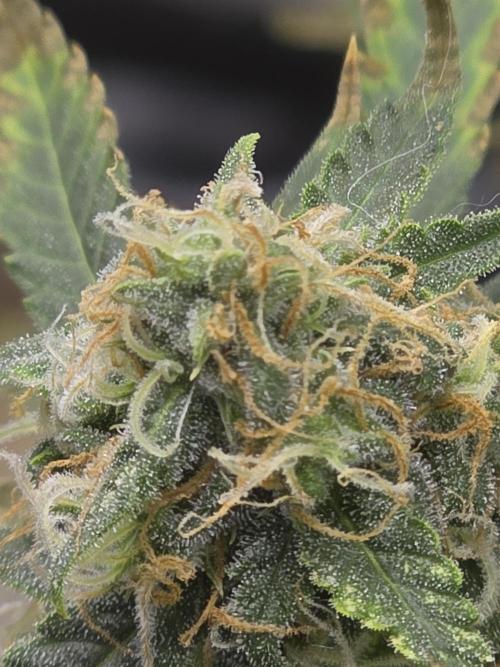 Tutankhamon Fast-Nokotech Simplex. Week 8