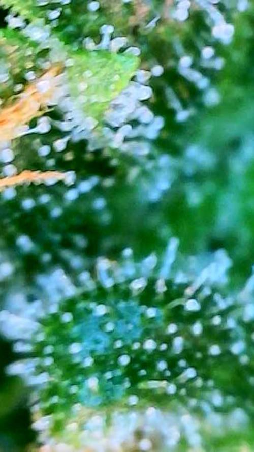 Tutankhamon Fast-Nokotech Simplex. Week 8