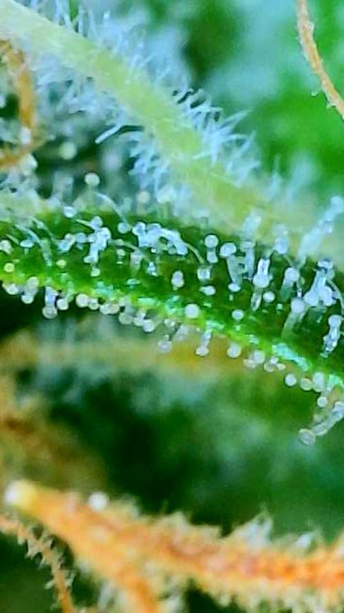 Tutankhamon Fast-Nokotech Simplex. Week 8