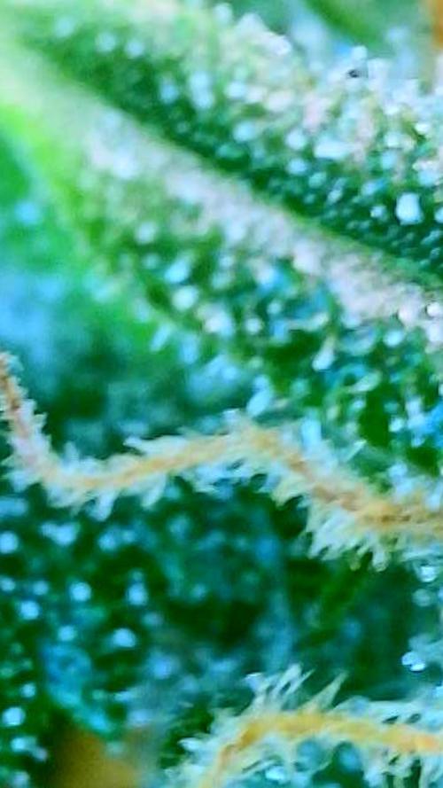 Tutankhamon Fast-Nokotech Simplex. Week 8