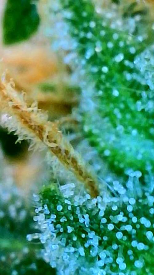 Tutankhamon Fast-Nokotech Simplex. Week 8
