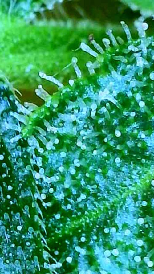 Tutankhamon Fast-Nokotech Simplex. Week 8