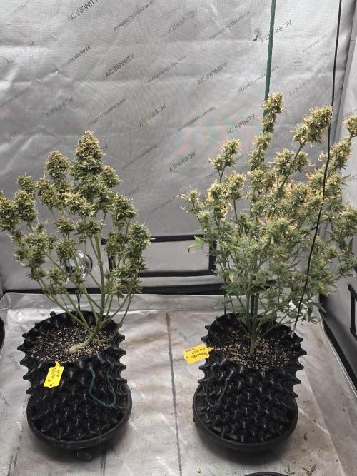 Auto Wappa. Week 12