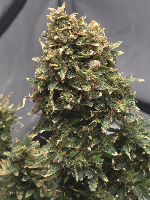 Auto Wappa. Week 12