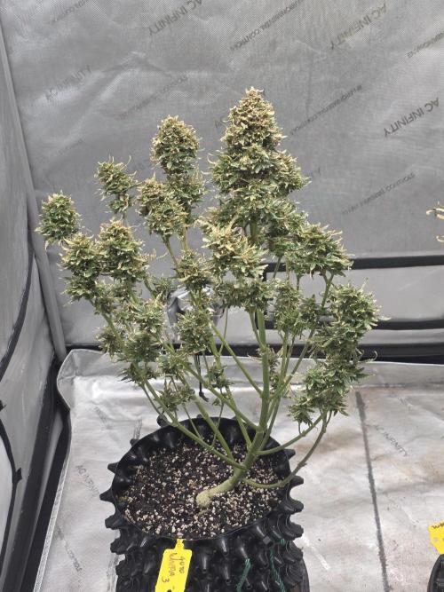 Auto Wappa. Week 12