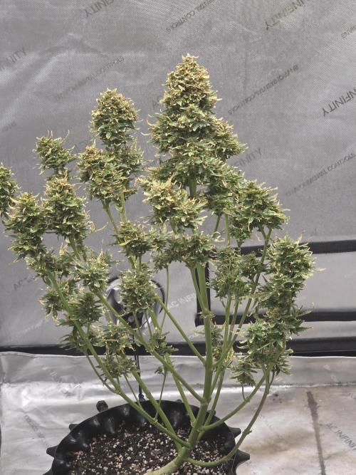 Auto Wappa. Week 12