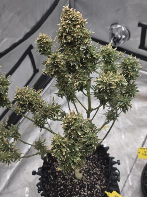 Auto Wappa. Week 12