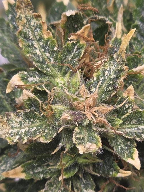 Auto Wappa. Week 12