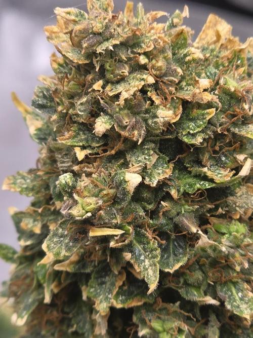 Auto Wappa. Week 12