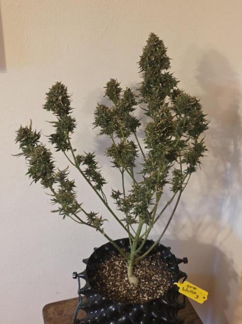 Auto Wappa. Week 12