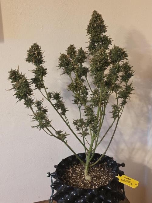 Auto Wappa. Week 12