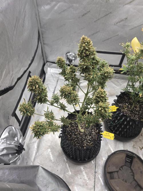 Auto Wappa. Week 12