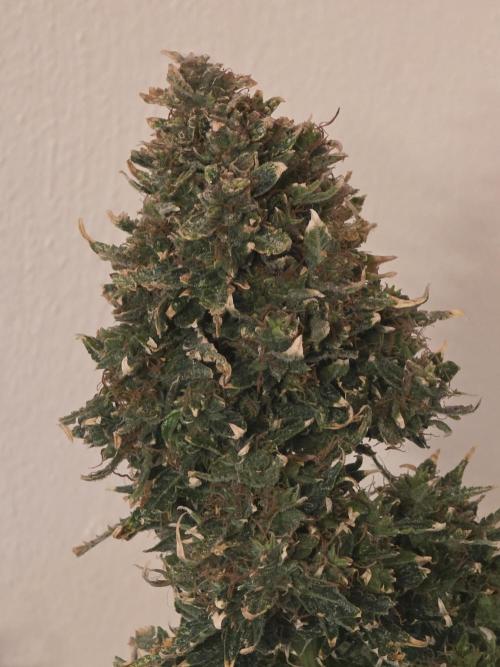 Auto Wappa. Week 12