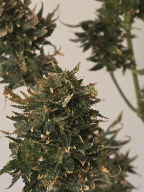 Auto Wappa. Week 12