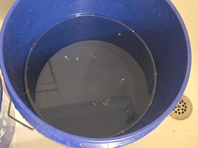 Auto Wappa. Week 12 - 1st rinse