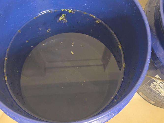 Auto Wappa. Week 12 - Final rinse 