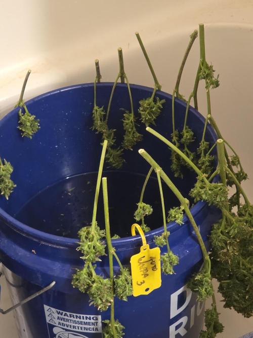 Auto Wappa. Week 12 - Hang to drip before putting on drying g rack
