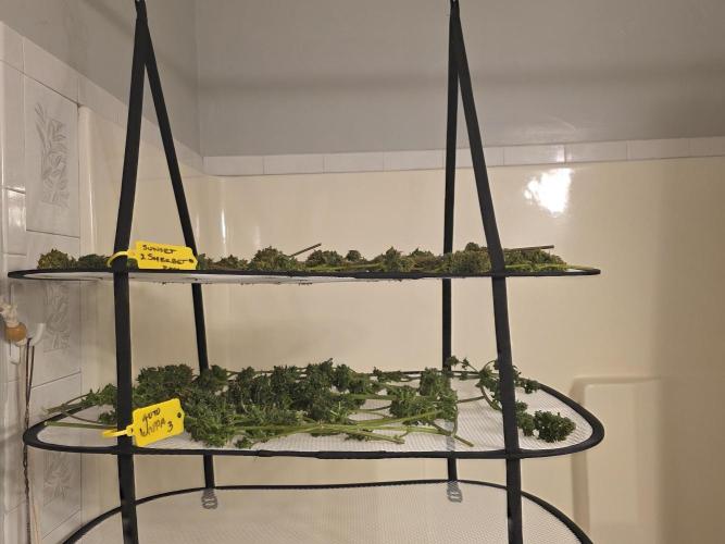 Auto Wappa. Week 12