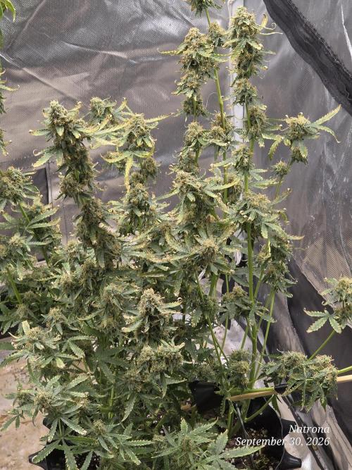 Tutankhamon Fast-Nokotech Simplex. Week 9