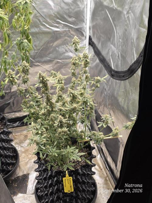Tutankhamon Fast-Nokotech Simplex. Week 9