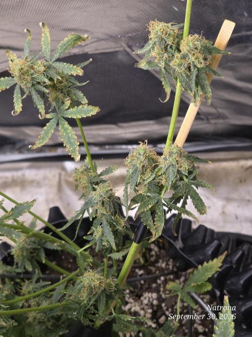 Tutankhamon Fast-Nokotech Simplex. Week 9
