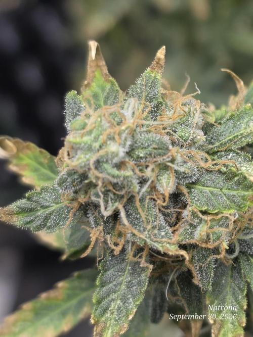 Tutankhamon Fast-Nokotech Simplex. Week 9