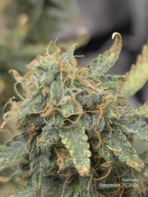 Tutankhamon Fast-Nokotech Simplex. Week 9