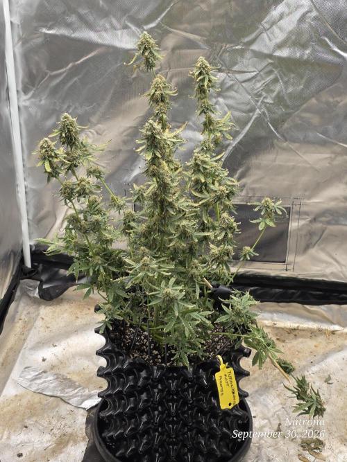 Tutankhamon Fast-Nokotech Simplex. Week 9