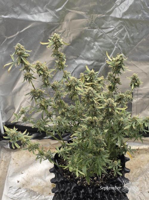 Tutankhamon Fast-Nokotech Simplex. Week 9