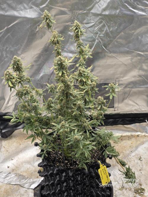 Tutankhamon Fast-Nokotech Simplex. Week 9