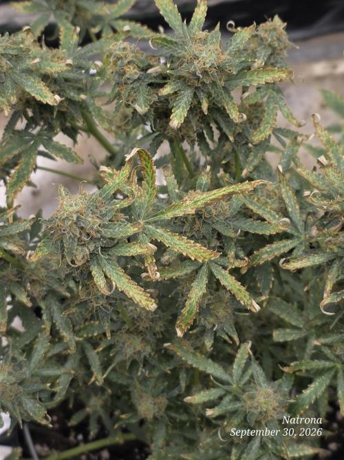 Tutankhamon Fast-Nokotech Simplex. Week 9
