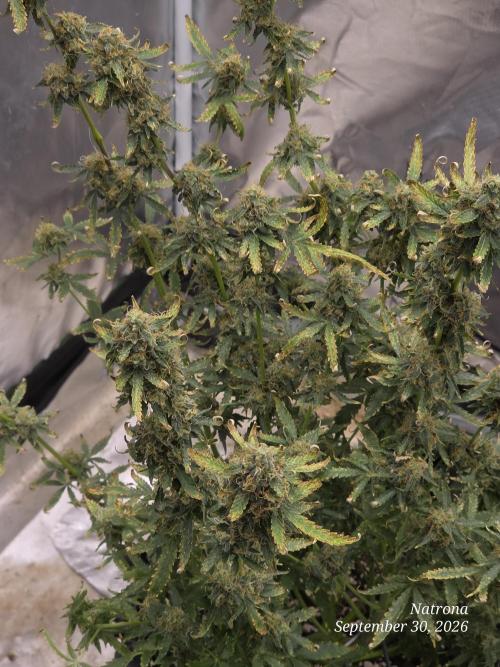 Tutankhamon Fast-Nokotech Simplex. Week 9