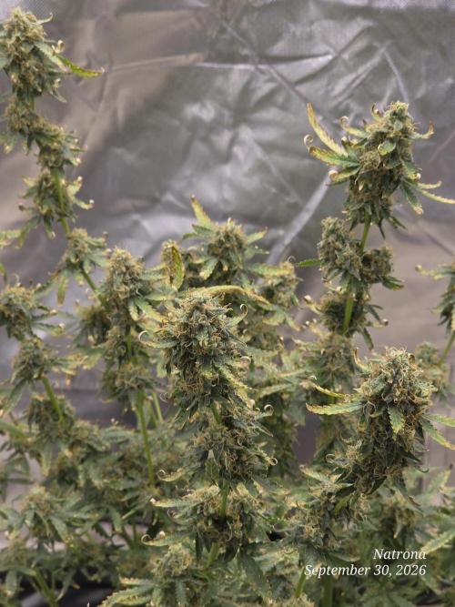Tutankhamon Fast-Nokotech Simplex. Week 9