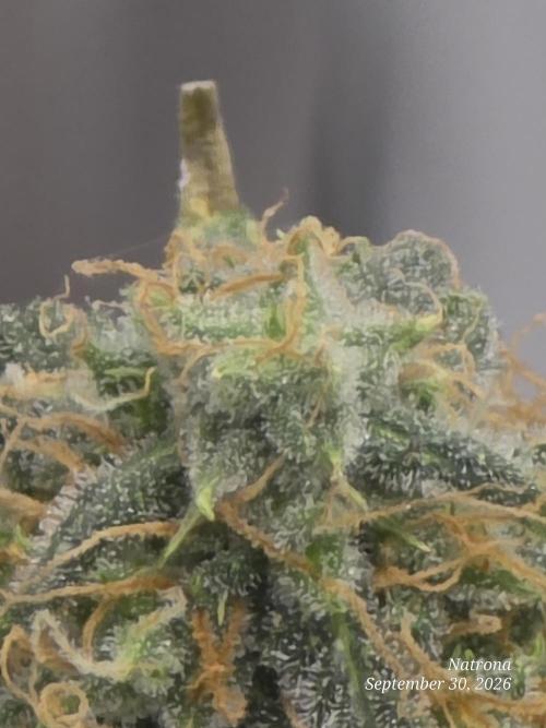 Tutankhamon Fast-Nokotech Simplex. Week 9