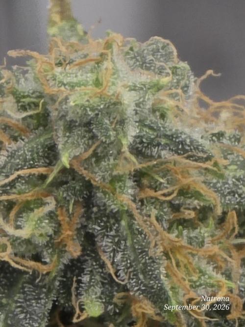 Tutankhamon Fast-Nokotech Simplex. Week 9