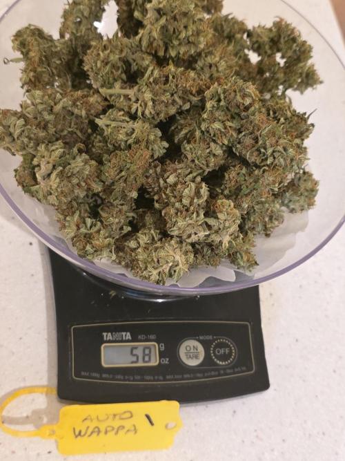 Auto Wappa. Week 13